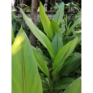 ว่านริดสีดวง ( หัวเหง้าสำหรับเพาะปลูก )