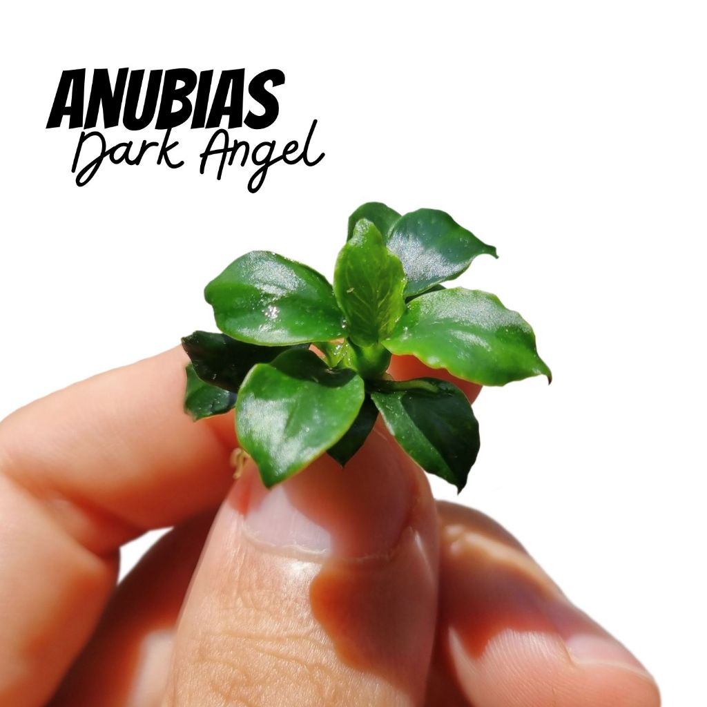 อนูเบียส ปีกนางฟ้า 'ดาร์คแองเจิ้ล' - Anubias 'Dark Angel'