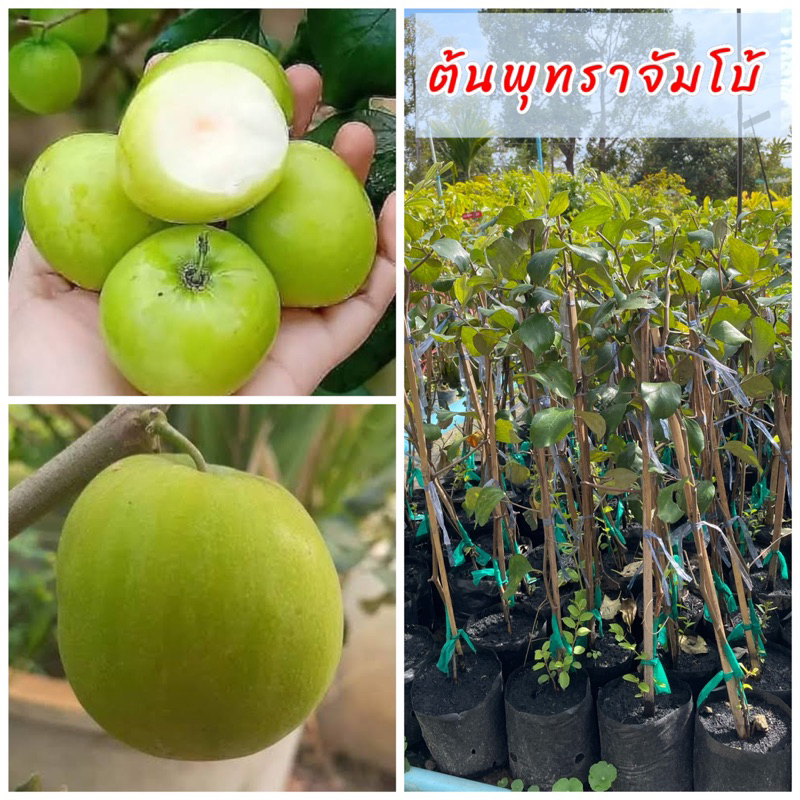 ต้นพุทราซุปเปอร์จัมโบ้ กิ่งทาบ พร้อมปลูกผลมีขนาดใหญ่ เนื้อผลแน่น รสชาติหวานกรอบอร่อย เมล็ดเล็ก
