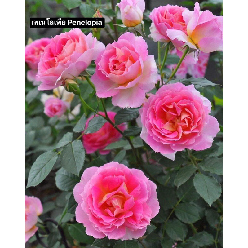 กุหลาบ-เพเนโลเพีย​ “Penelopia”  สีชมพูปลายกลีบดอกแหลมหยัก ดอกหอมกลิ่นชาหอม หอมมาก ดอกดกเป็นช่อ เลี้ยงง่าย