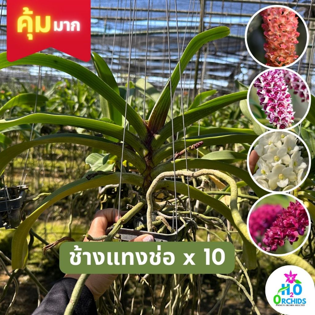 กล้วยไม้ ช้างลุ้นสี แพ็ค 10 ต้น