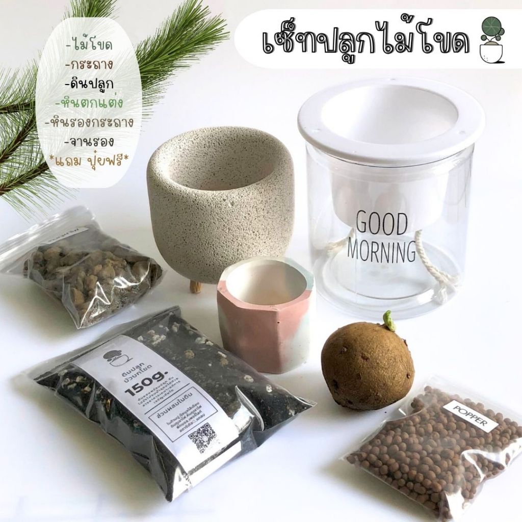 เซ็ทพร้อมปลูกบัวบกโขด คัดหัวบัวแข็งแรง ส่งเร็ว เซ็ทปลูก กระถางมวลเบารดน้ำอัตโนมัติ ปูนเปลือย ดินเผา ได้จานรองด้วยนะคะ