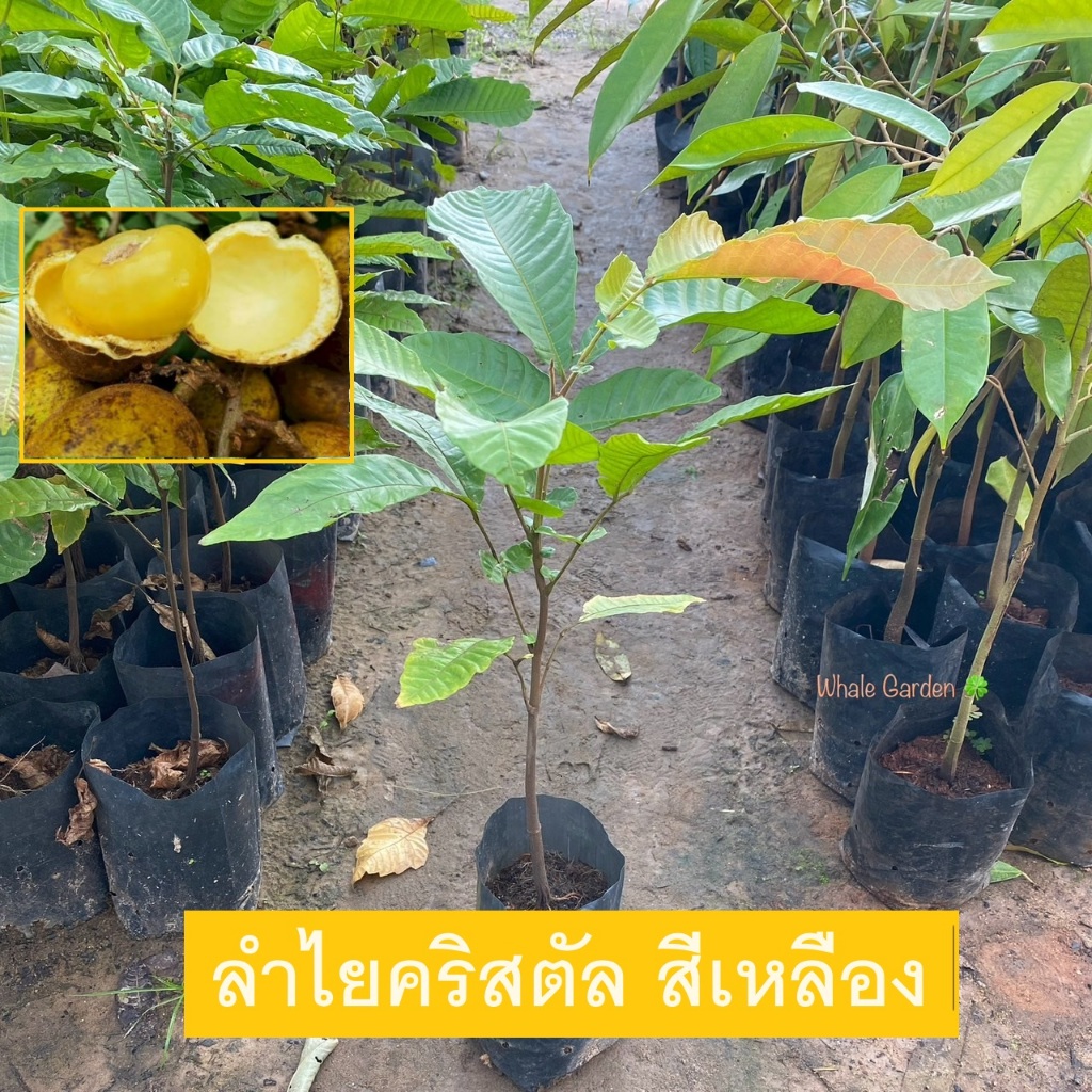 ต้นลำไยคริสตัล ลำไยคริสตัล สีเหลือง (Dimocarpus Longan) ไม้ผล หายาก (รับประกัน ส่งใหม่ฟรี หากสินค้าเเสียหาย!!)