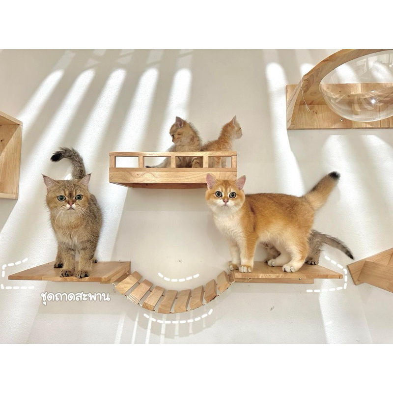 "พร้อมส่ง"ชุดสะพานแมวติดผนังพร้อมถาด2ชิ้น แข็งแรงทนทาน