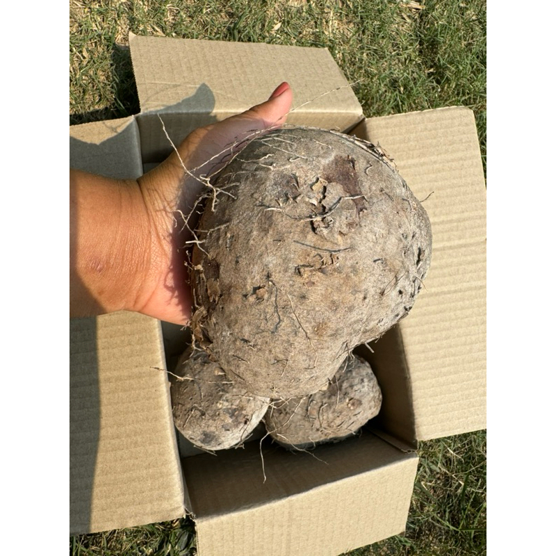 มันพร้าว มันจาว มันหนึบอร่อย1กก - รูปที่ 3