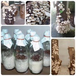 เชื้อเห็ดขอนขาว จำนวน 5 ขวด