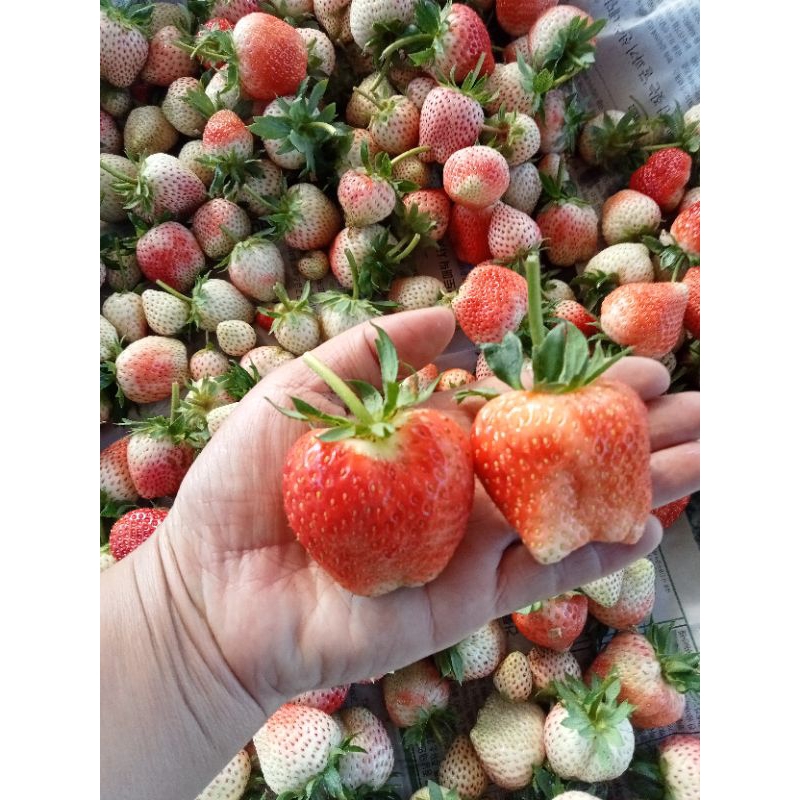 สตรอเบอร์รี่สดพันธุ์80 จากเชียงใหม่