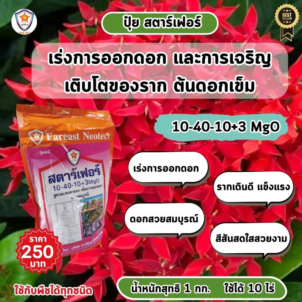ปุ๋ยสตาร์เฟอร์ สูตร 10-40-10+3 MgO: เพิ่มพลังให้ต้นดอกเข็มออกดอกงามและเติบโตแข็งแรง