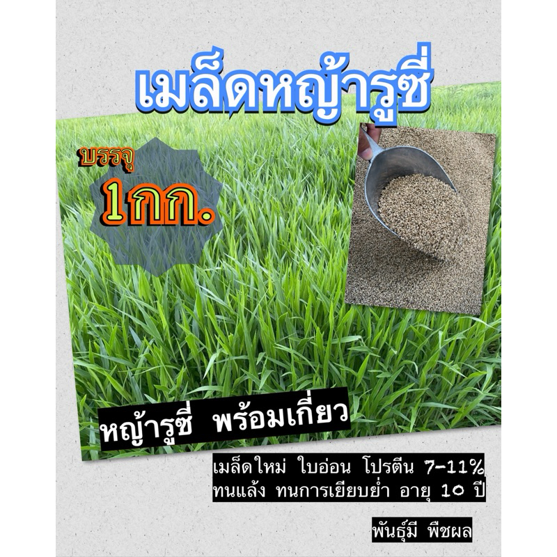 ☘️ รูซี่ เมล็ดหญ้ารูซี่ 1 กิโลกรัม #พร้อมปลูก หญ้ารูซี่ หญ้า ลูซี่ หญ้าเลี้ยงสัตว์ พันธ์ุหญ้า หญ้าเลี้ยงวัว