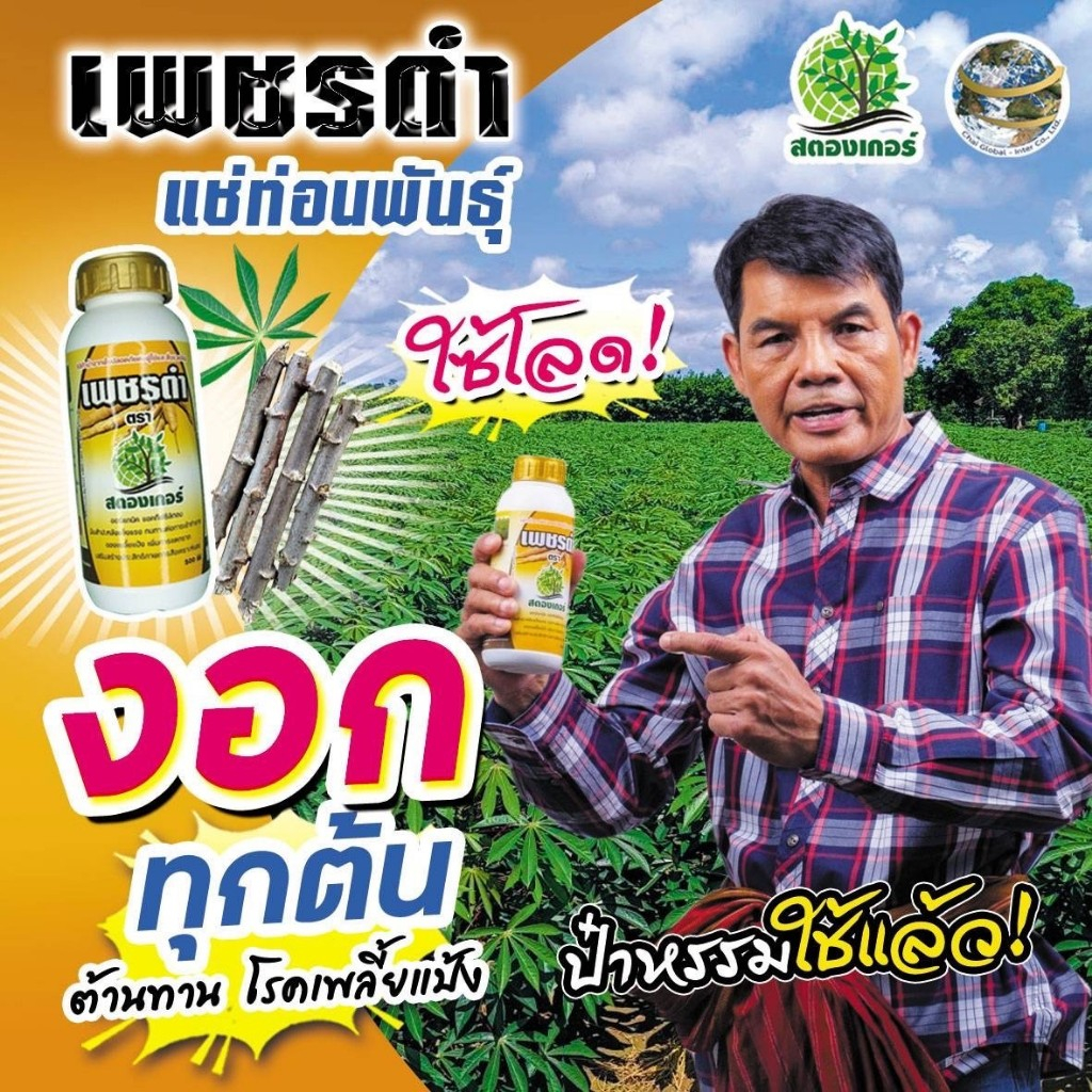 กระตุ้นการแตกรากเปิดตาใบ เพชรดำแช่ท่อน1ขวด ขนาด500cc ทำลายไข่และตัวของเพลี้ยแห้งที่ติดมากับท่อนมัน