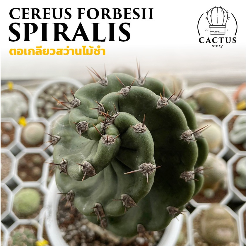 Cereus forbesii Spiralis ตอเกลียวสว่านไม้ชำ