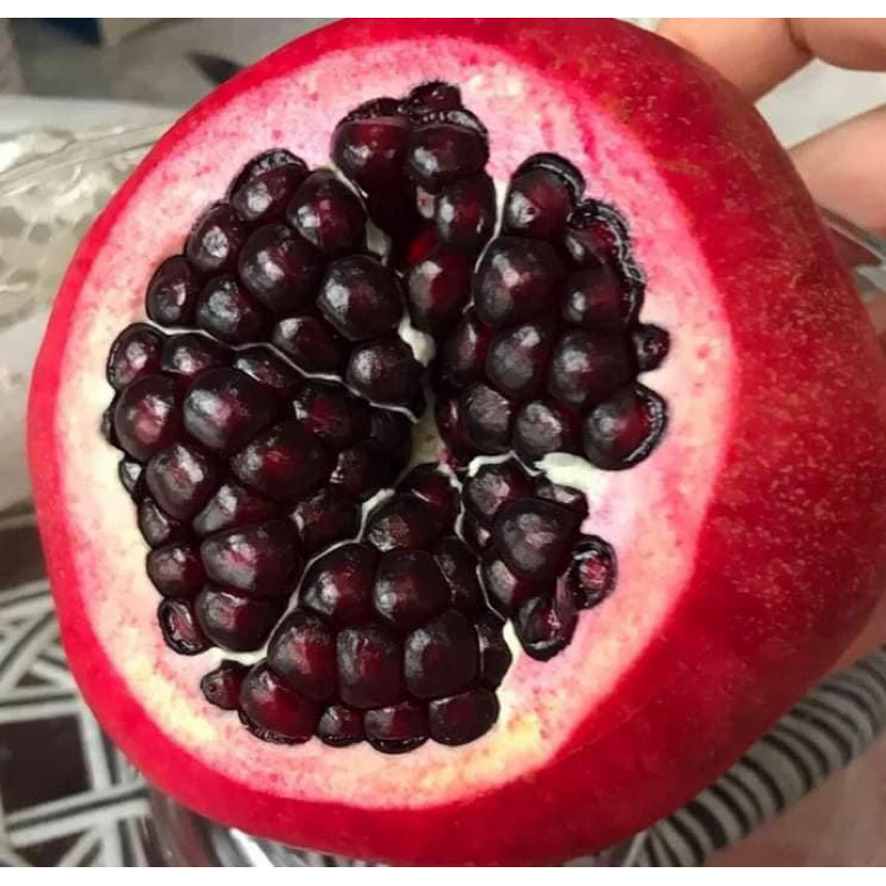 ทับทิมดำ/黑红宝石 ต้นอายุ 2ปี สูง 80-120ซม