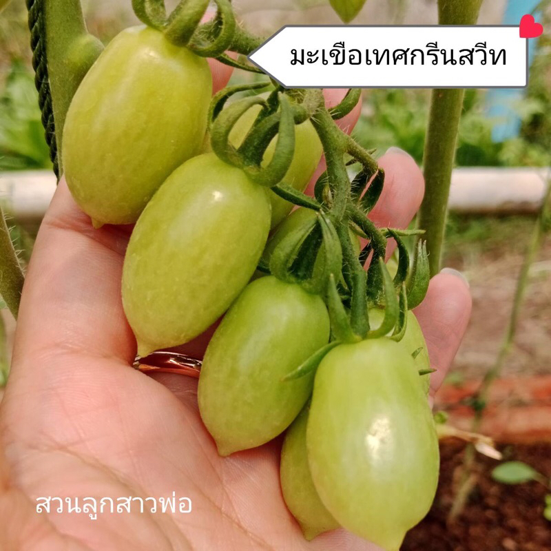 [5แถม1] 🌿 เมล็ดพันธุ์มะเขือเทศกรีนสวีท | ผลดก สีสวย แปลกตา รสหวานหอม ปลูกง่าย งอกไว เหมาะปลูกในกระถาง/แปลง