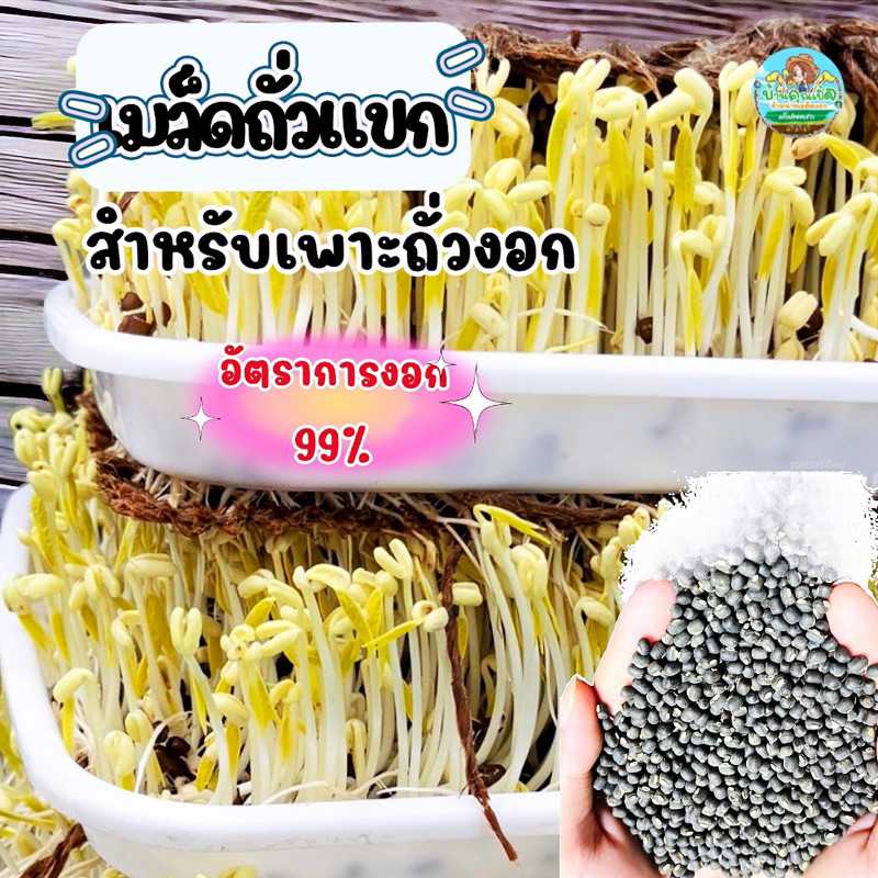 เมล็ดถั่วแขกผิวดำ คัดพิเศษ อัตราการงอก99 % ขนาด 1,000 กรัม