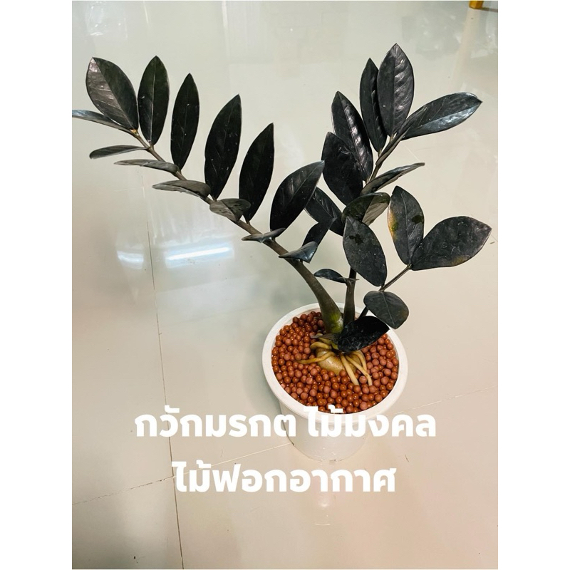 🍀🍀กวักมรกตดำกอเล็ก(มินิ)🍀🍀กระถาง3นิ้ว🚛🚛พร้อมส่ง