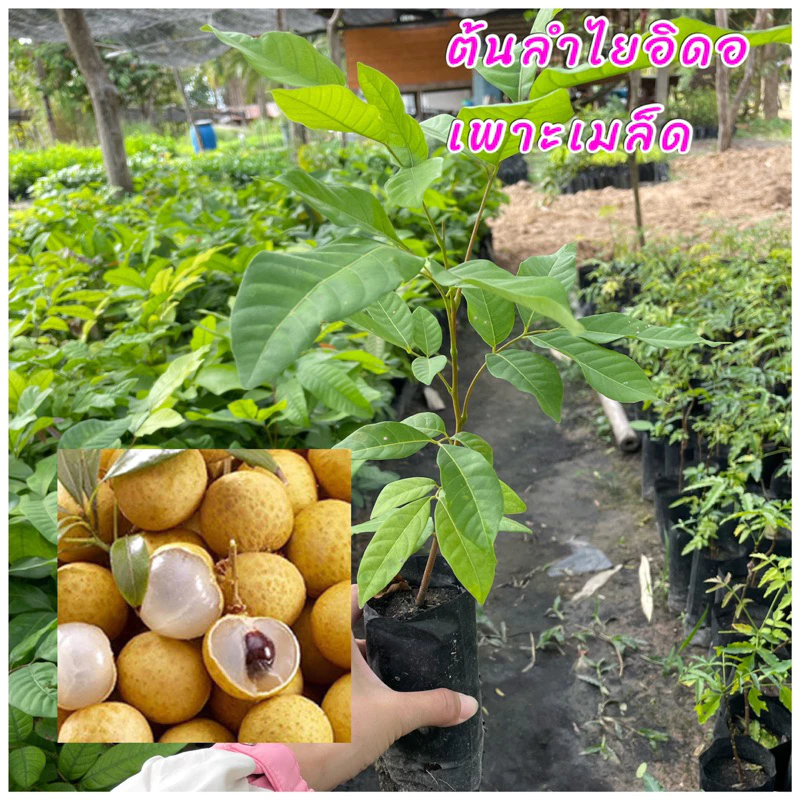 ต้นลำไยอีดอ (เพาะเมล็ด) ต้นเตี้ย เม็ดเล็ก หวานกรอบอร่อย ปลูกง่ายโตเร็ว ชาวสวนนิยมปลูกมากเพราะให้ผลผลิตเร็วกว่าพันธ์อื่นๆ