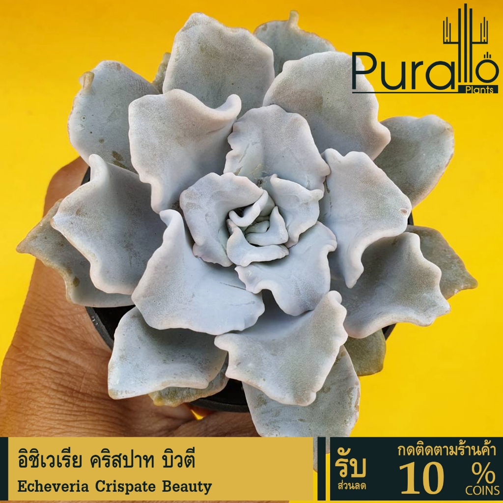ต้นไม้อวบน้ำ กุหลาบหิน  อิชิเวเรีย คริสปาท บิวตี Echeveria Crispate Beauty  #succulent #อิชิเวเรีย