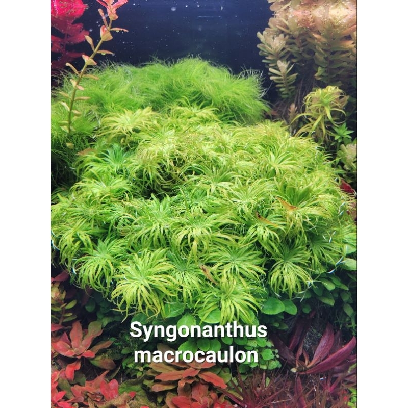 Syngonanthus macrocaulon