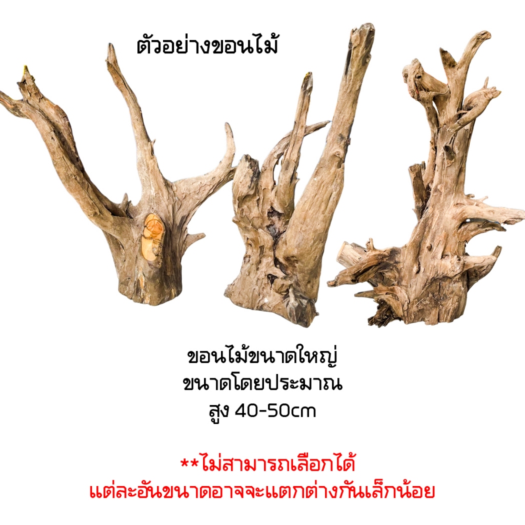 ขอนไม้ รากไม้ ขอนไม้ตกแต่งตู้ปลา  ขอนไม้ layout ตู้ไม้น้ำ ขนาดใหญ่ ราคา ถูกที่สุด ดีลบีเคเค แกลเลอรีภาพที่ 2
