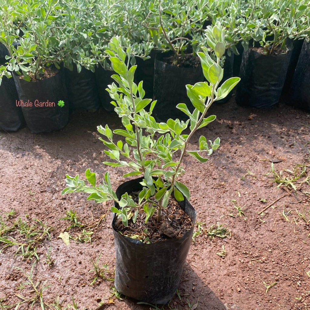 ต้นนีออน นีออน (Purple Sage) ไม้ประดับ ใบสีแปลกตา มีดอกสีม่วงสวย (รับประกัน ส่งใหม่ฟรี หากสินค้าเเสียหาย!!)