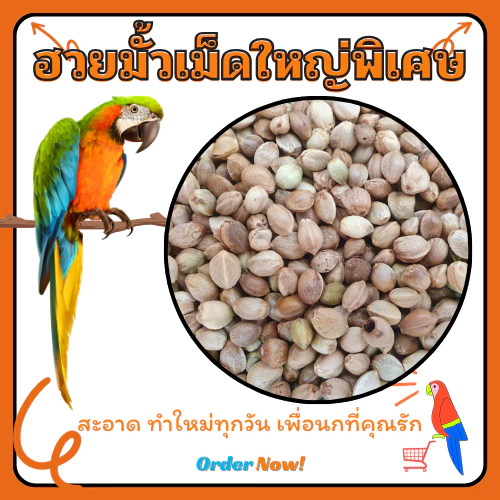 ฮวยมั้วเกรดA สำหรับนกแก้ว1กก.และ500กรัม