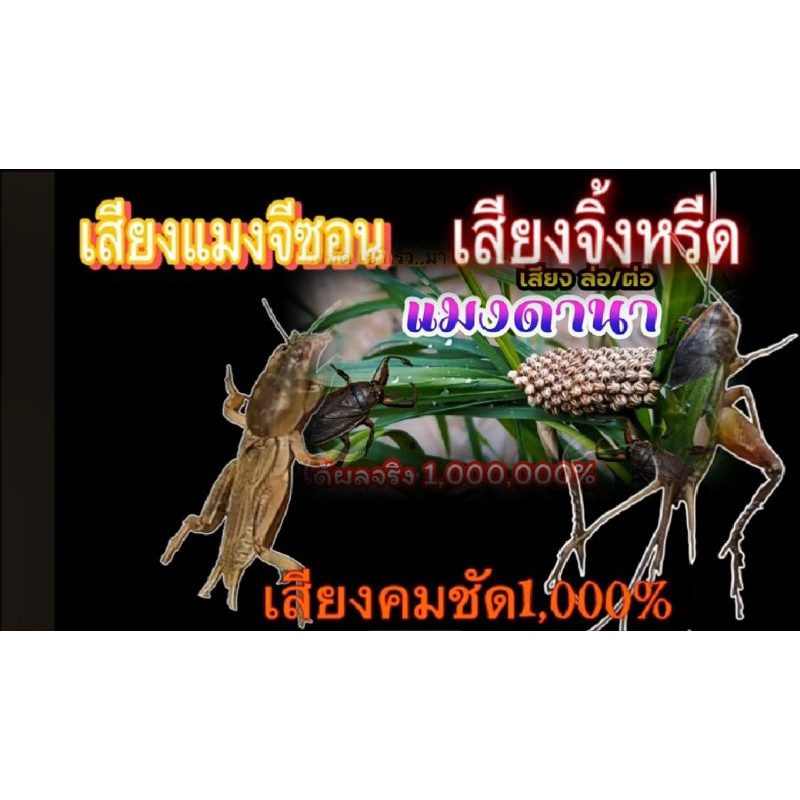 เสียงแมงจิซอน/จิ้งหรีด/แมงดานา3in1