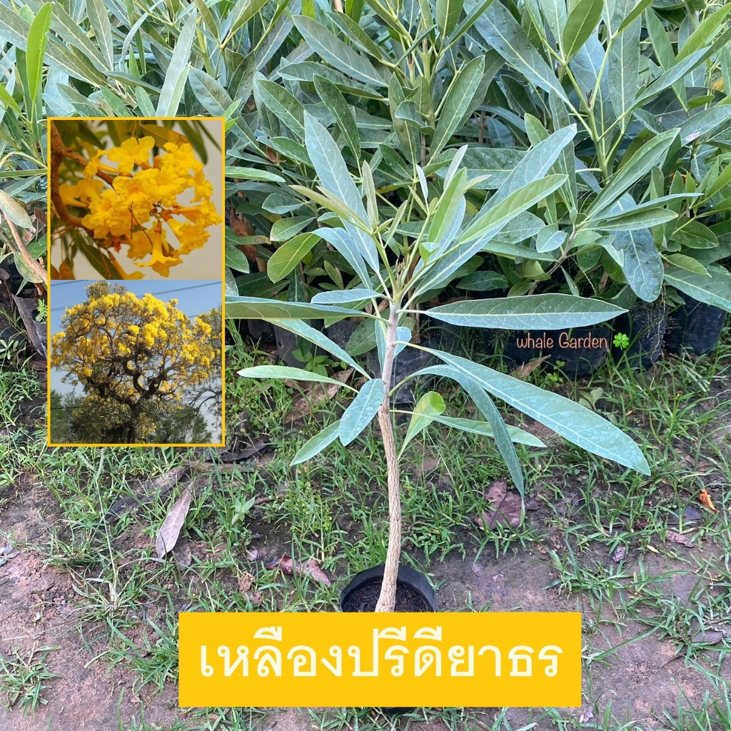 ต้นเหลืองปรีดียาธร เหลืองปรีดียาธร (Tabebuia argentea Britton)  ไม้ประดับ ดอกสีเหลืองสวย (รับประกัน สินค้า)
