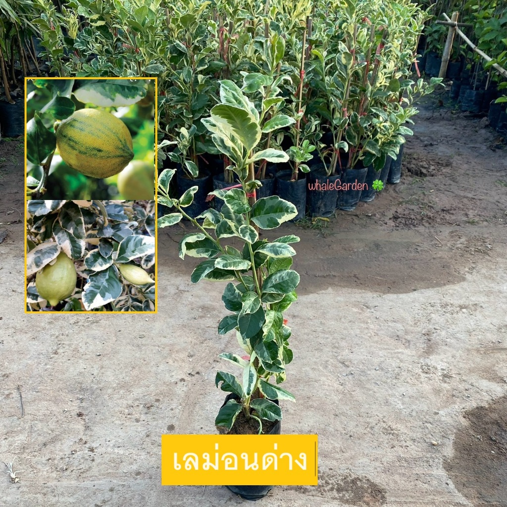 ต้นเลม่อน เลม่อนด่าง เลม่อนยูเรก้าด่าง (Variegated Lemon) กิ่งตอน เลม่อน ให้ผลเร็ว (รับประกันสินค้า)
