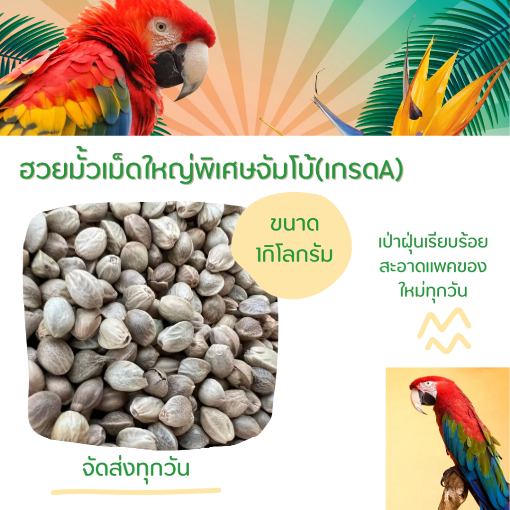 ฮวยมั้วเม็ดใหญ่เกรดสวย รหัส A+อาหารนก แฮมเตอร์ กระรอก(แบ่ง 500g -1kg)