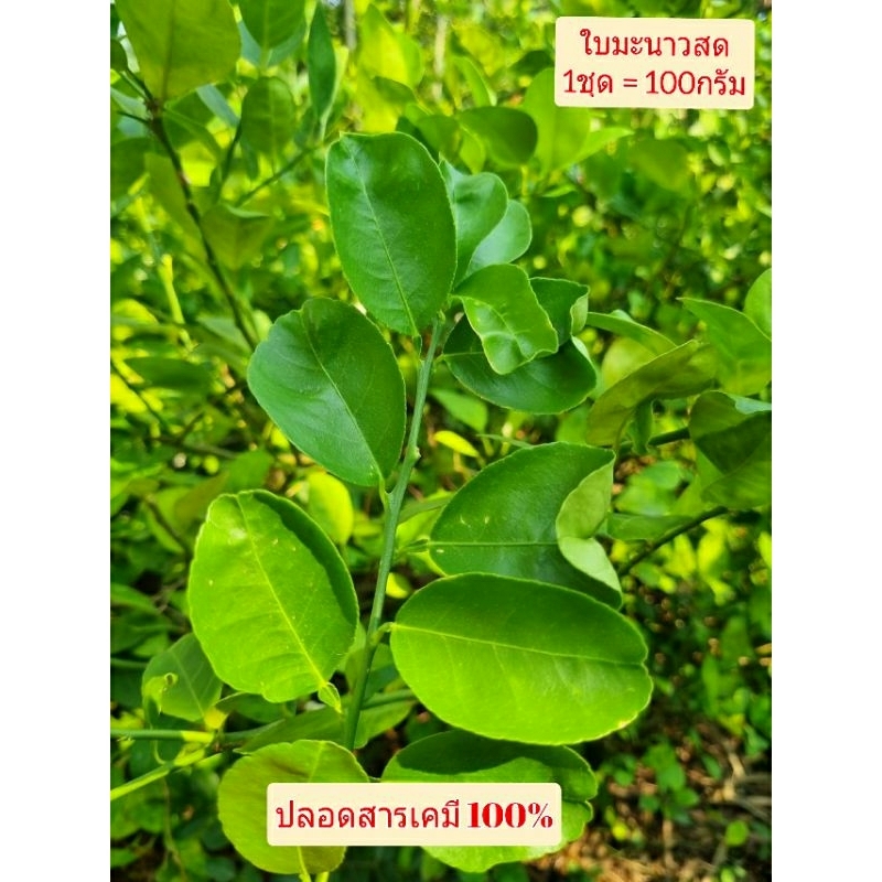 JK  CURTAIN TM ใบมะนาวสด #เก็บสดตามออเดอร์ไร้ก้านไร้หนาม#ปลอดสารพิษปราศจากสารเคมี100%# ขายเป็นชุด= 100กรัม