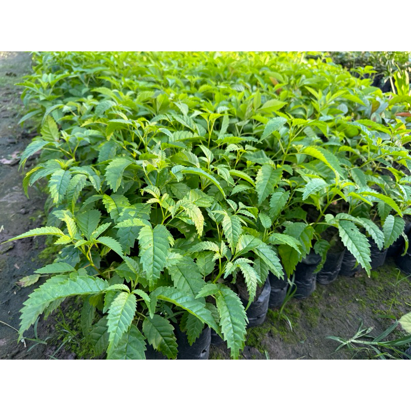 ต้นทองอุไร ดอกสีเหลือง   พร้อมปลูก เกิดการเสียหาย รับผิดชอบทุกกรณี