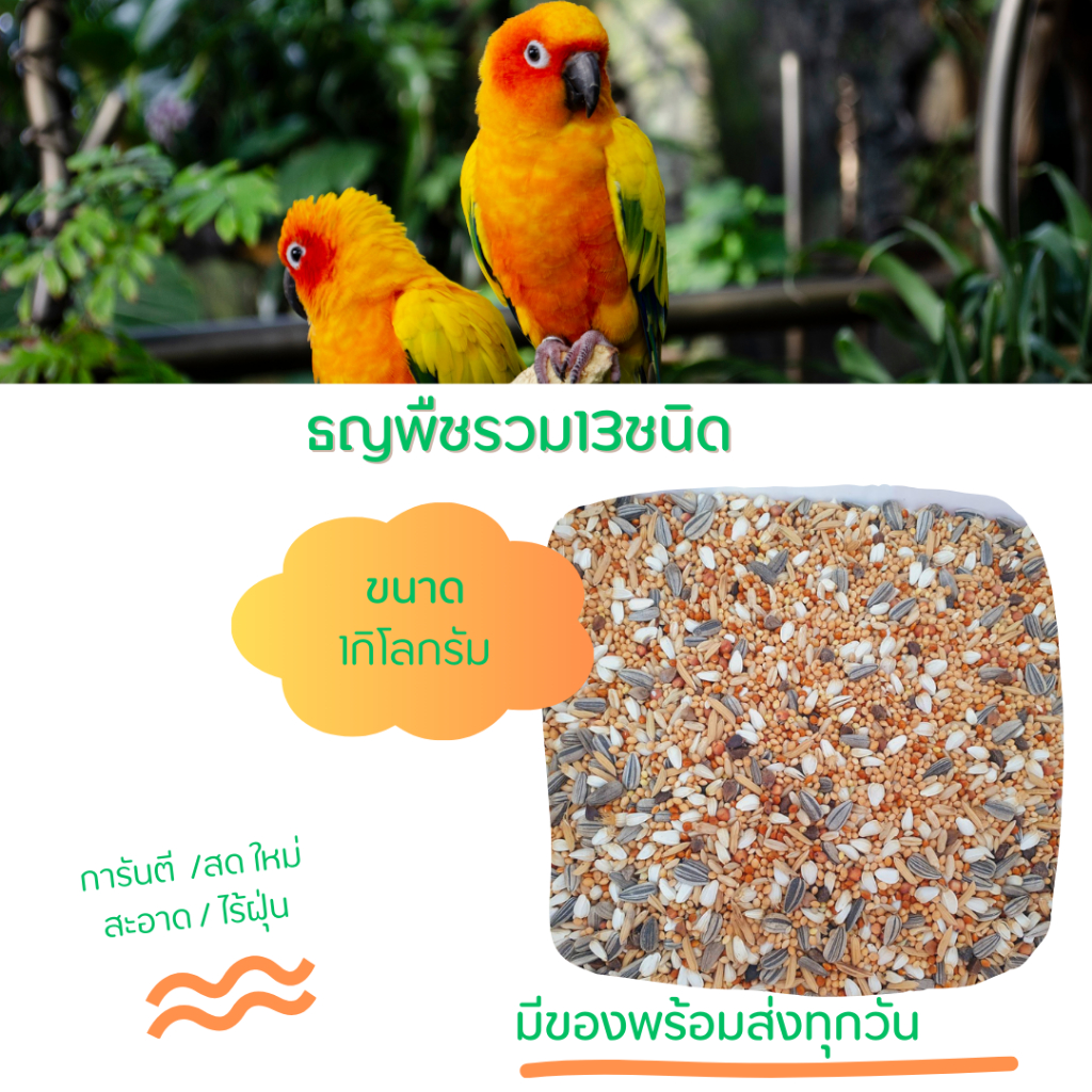 อาหารนกแก้วธัญพืช 13 ชนิดสามารถทานได้ทุกสายพันธุ์  นกเล็กกลางใหญ่