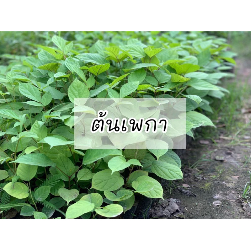 ต้นเพกาเตี้ย ลิ้นฟ้า ของแท้ 100% พร้อมปลูก เกิดการเสียหาย รับผิดชอบทุกกรณี