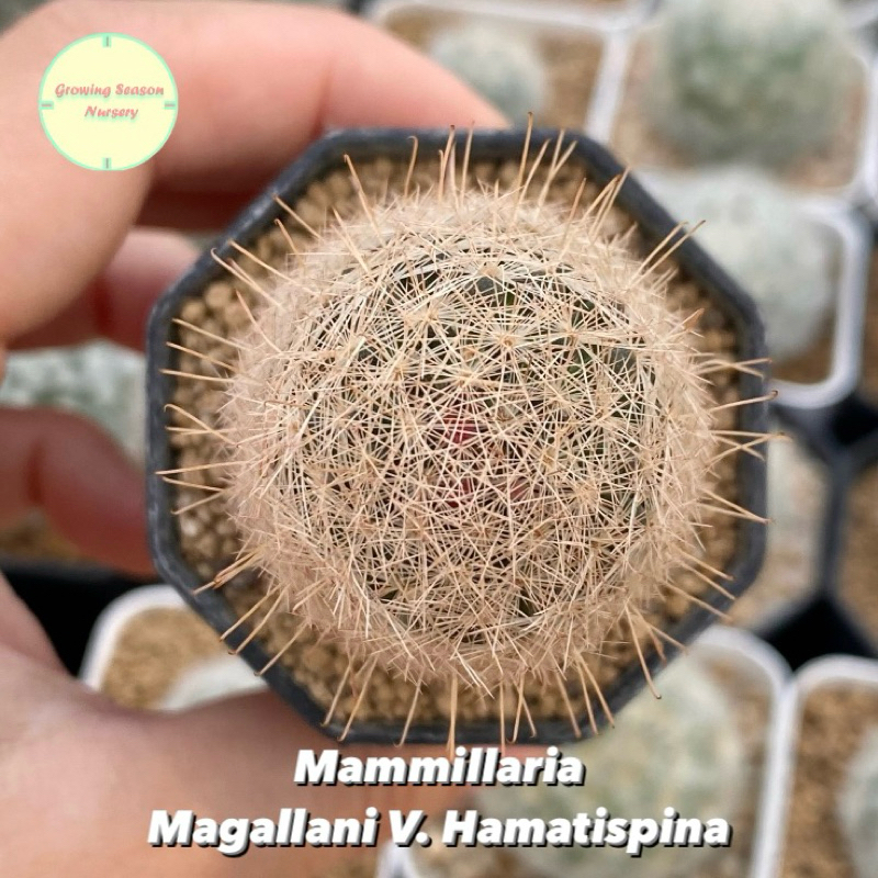 [ MAMM23 ] Mammillaria Magallani v. Hamatispina แมมมิลลาเรีย มากัลลานิอาย ไม้เมล็ด แคคตัส กระบองเพชร ไม้อวบน้ำ ต้นไม้
