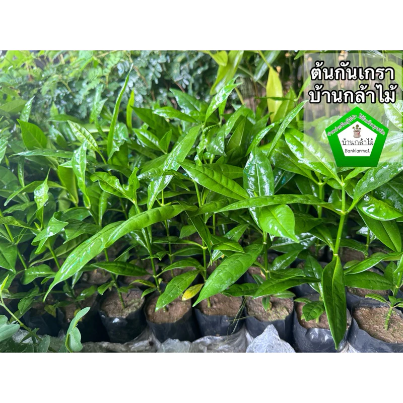 ต้นกันเกรา ต้นมันปลา ต้นตำเสา 🎉ต้นแข็งแรง 🌿 สินค้าเสียหาย แจ้งทางร้านได้เลยจ้า