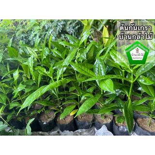 ต้นกันเกรา ต้นมันปลา ต้นตำเสา 🎉ต้นแข็งแรง 🌿 สินค้าเสียหาย แจ้งทางร้านได้เลยจ้า