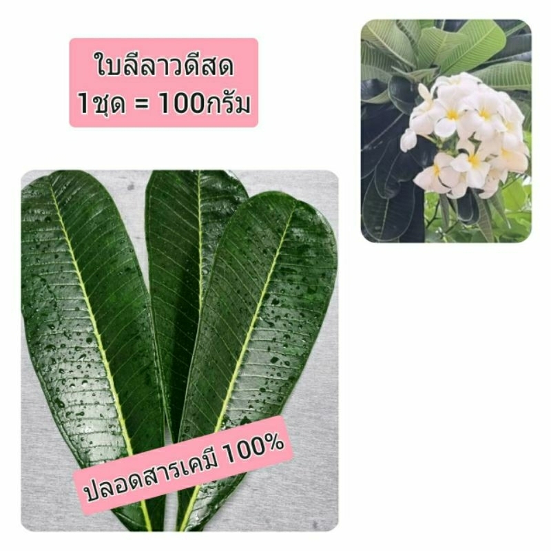 JK CURTAIN ใบลีลาวดีสด (ซื้อ 1แถม1)#เก็บสดตามออเดอร์#ปลอดสารพิษปราศจากสารเคมี100%# ขายเป็นชุด= 100กรัม