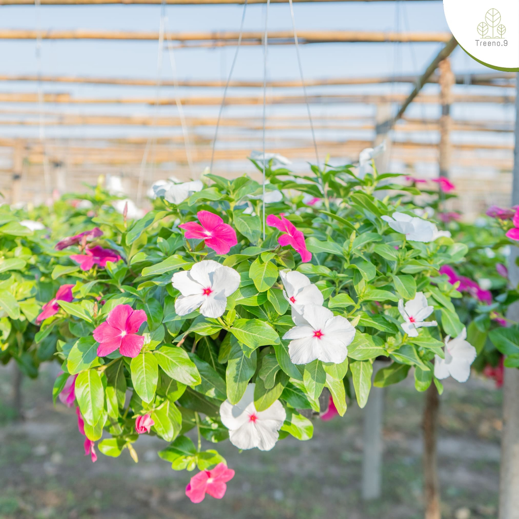 Treeno.9 T467 แพงพวยคละสี (Vinca) กระถางแขวน 8 นิ้ว / สูง 25-30 ซม. / ไม้ประดับ รับประทานได้