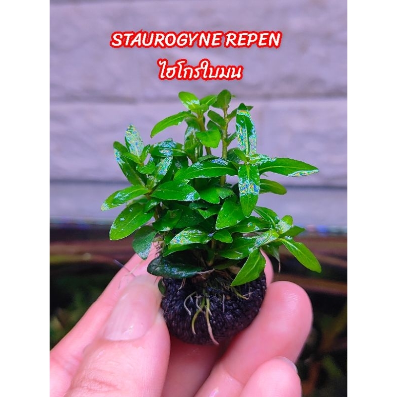 ไม้น้ำ พร้อมปลูกได้เลย STAUROGYNE REPEN – ไฮโกรใบมน พันก้อนดินวาบิพร้อมปลูกทุกพื้นผิวของวัสดุปลูก
