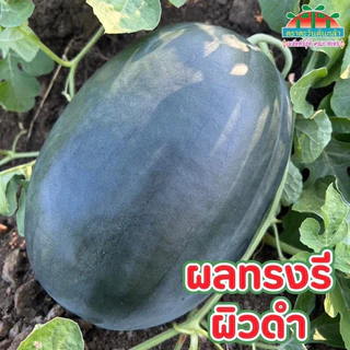 เมล็ดพันธุ์แตงโมลูกผสม แตงโม แบล็คแจ็ค สินค้าใหม่ ลอตใหม่