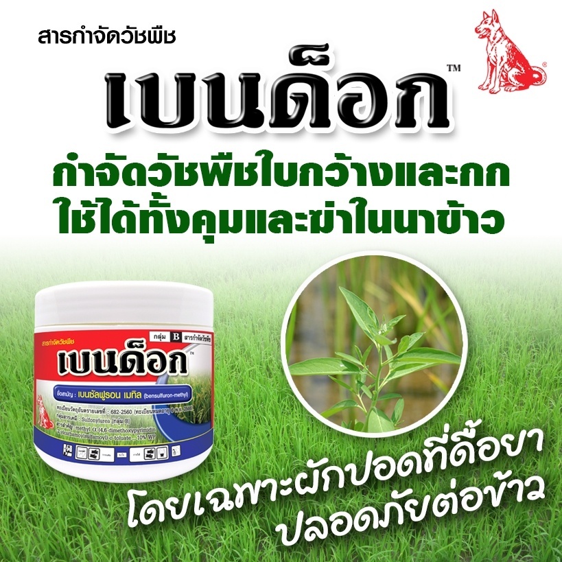 เบนด็อก 100 กรัม ตราหมาแดง สารกำจัดวัชพืชใบกว้างและกก ใช้ได้ทั้งคุมและฆ่าในนาข้าว และอ้อย