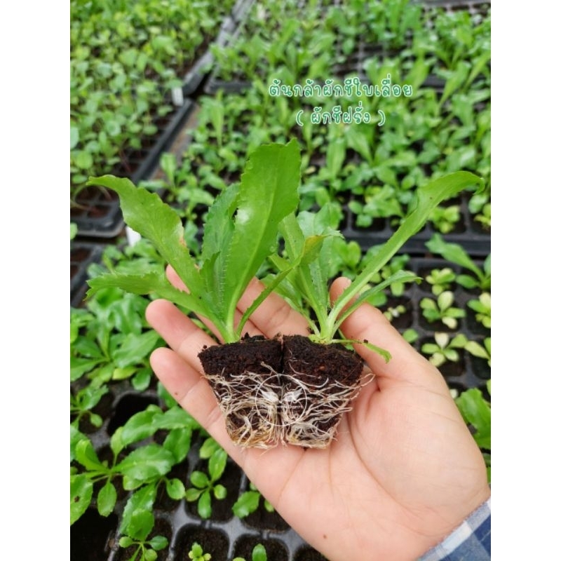 ต้นกล้าผักชีใบเลื่อย(ผักชีฝรั่ง)🌱••**พร้อมส่งไม่พรีออเดอร์!!