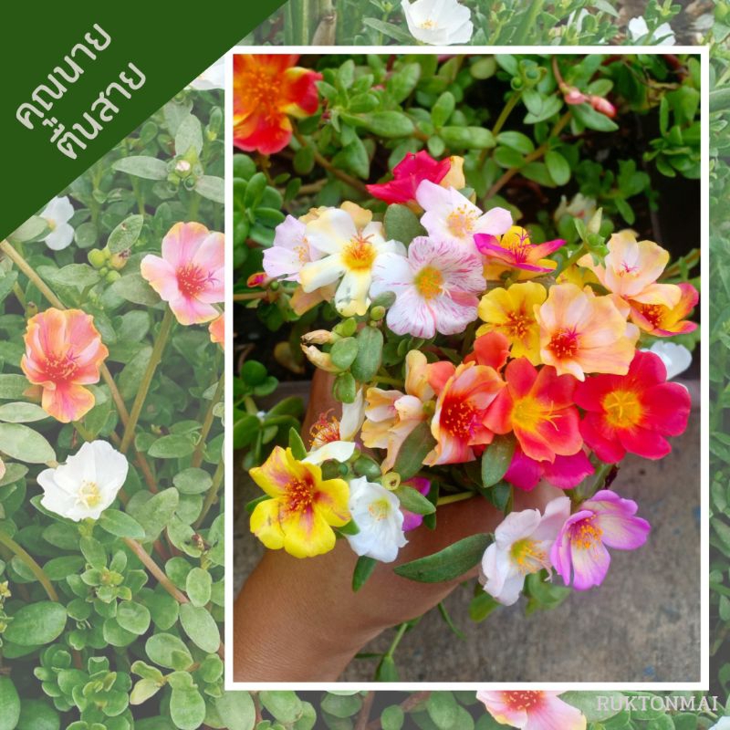 คุณนายตื่นสาย คละสี ขายเป็นกิ่ง 20 บาท ได้ 25 กิ่ง ปลูกง่าย โตเร็ว ราคาถูก