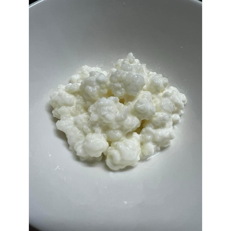 [ส่งวันเสาร์-อาทิตย์] อ้วนๆกลมๆ Kefir Grain คีเฟอร์​เกรนนม​ 5 สายพันธุ์