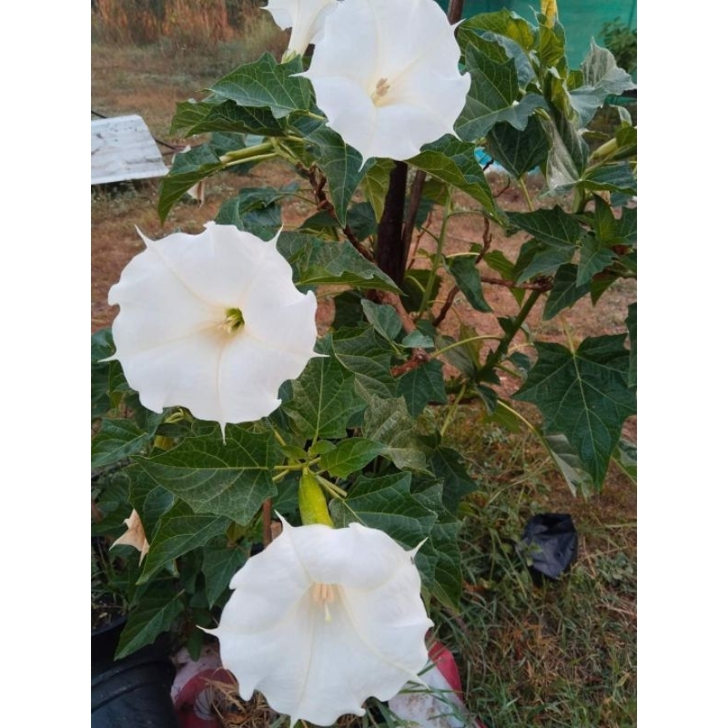 ลำโพงขาว มะเขือบ้า ขายผลสด 1 ผล 50 บาท(สำหรับทำยาหรือวิจัย) - รูปที่ 3