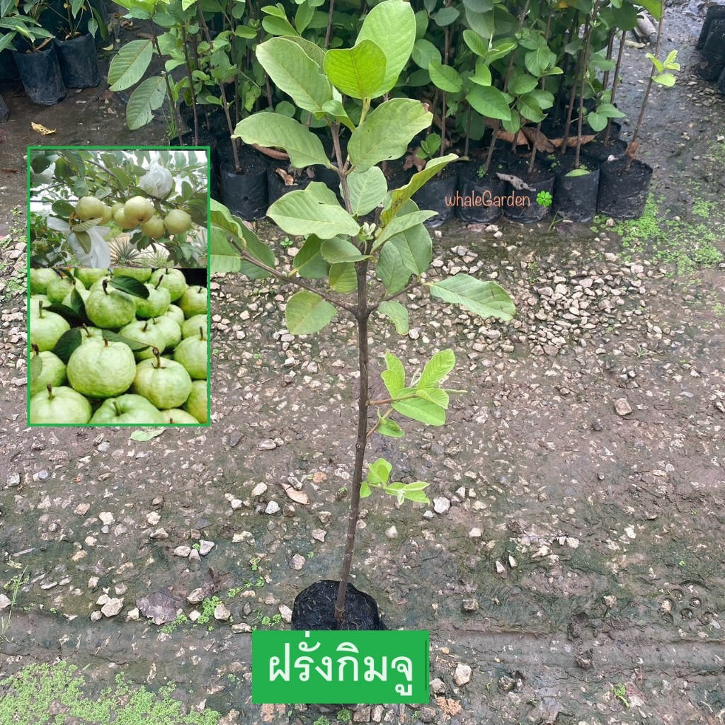 ต้นฝรั่ง พันธุ์ ฝรั่งกิมจู กิ่งตอนให้ผลเร็ว (Guava) ฝรั่ง ผลใหญ่ ลูกดก (รับประกัน ส่งใหม่ฟรี หากสินค้าเเสียหาย!!)