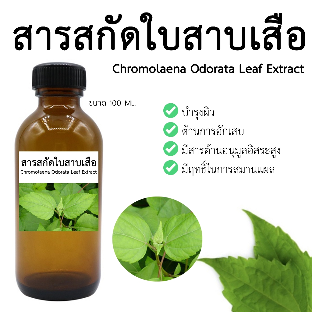 สารสกัดใบสาบเสือ Chromolaena Odorata Leaf Extract 100 ML I สารสกัดสมุนไพรสำหรับใช้ในเครื่องสำอาง