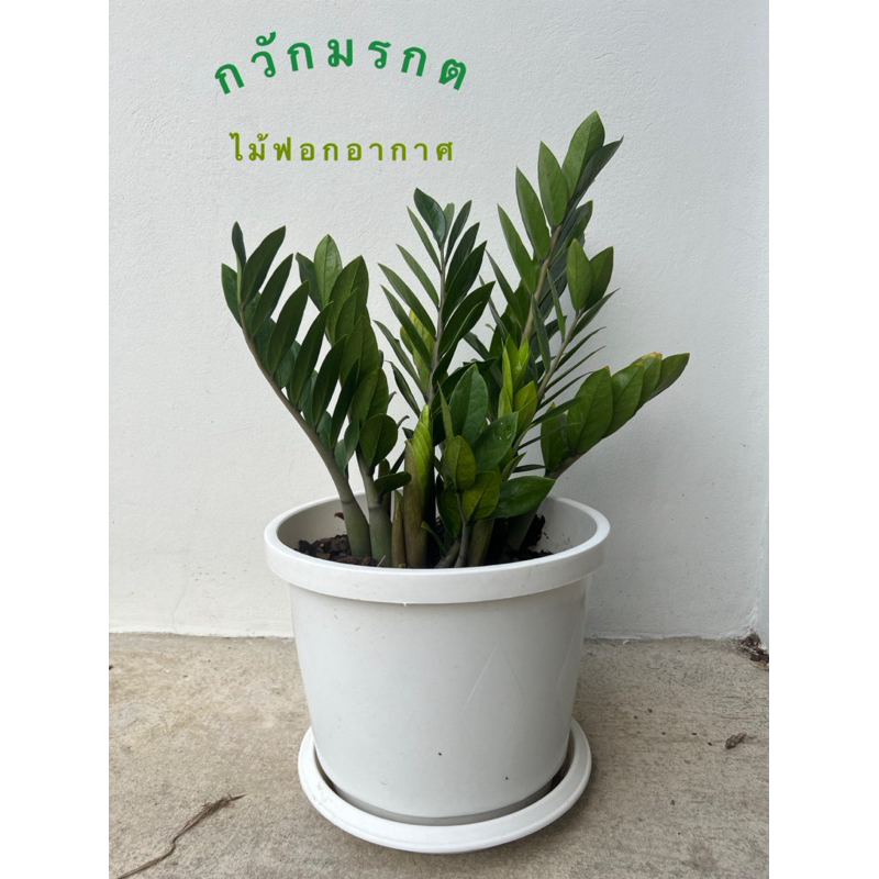 กวักมรกต ไม้ฟอกอากาศ ไม้มงคล เสริมฮวงจุ้ย ต้นใหญ่ ต้นจริง