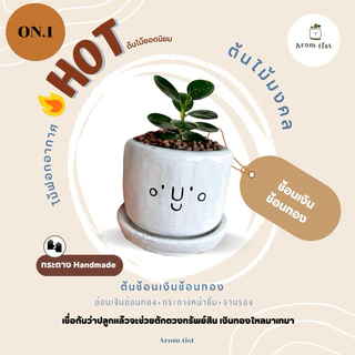 ต้นไม้มงคล พร้อมกระถางลายหน้ายิ้ม🪴🥰✨ ตั้งโต๊ะทำงานฟอกอากาศ
