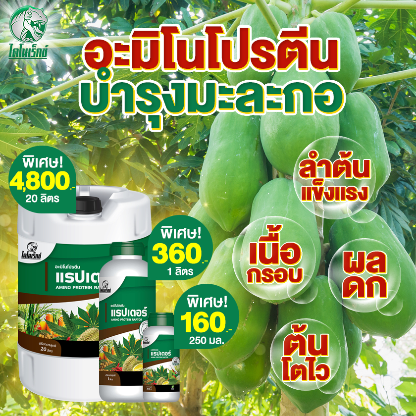 มะละกอ โตไว ใบเขียว ผลดก ผลใหญ่ แข็งแรง ผลผลิตดี อะมิโนโปรตีนจำเป็นสำหรับพืช 20 ชนิด อะมิโนแรปเตอร์ ตราไดโนเร็กซ์